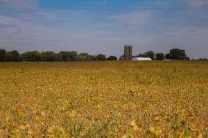 Farmland with foreground sun-0673