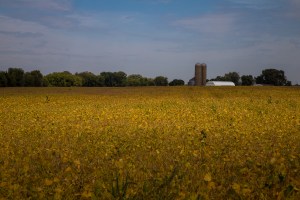 Farmland with middle sun-0675